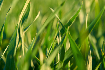 Young sprouts are on the field. Green grass closeup.