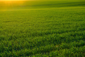 Young sprouts are on the field at sunset. Green grass closeup.
