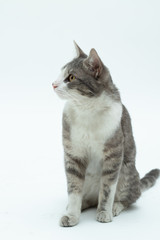 gato en fondo blanco