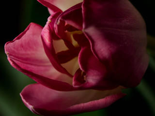 pink blurred tulip