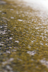 green moss on a gray concrete wall close-up