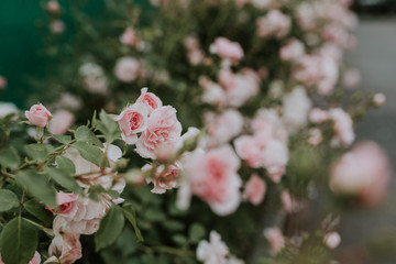 natur blühende wildrose im Garten