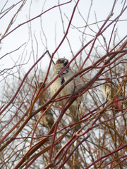 Sparrow sits on verke near plan