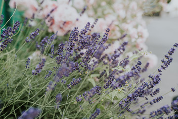 Blumen Natur Wilde Wiese Lavendelbusch