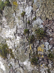 tree trunk covered with moss