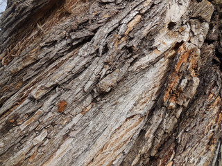 Tree bark texture background
