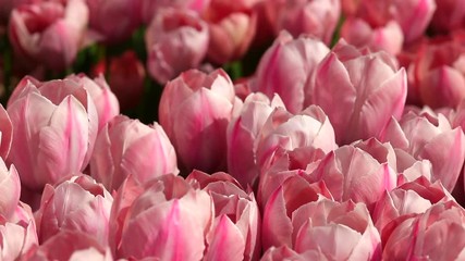 Pink tulip farm