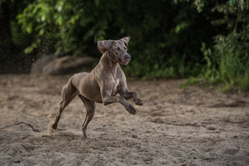 Hund Weimeranerhündin Rassehund rennt am Strand im gestreckten Galopp mit purer Lebensfreude
