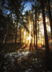 Obraz premium Sunbeams in the wood