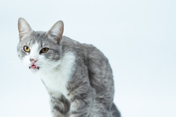 gato raro en fondo blanco