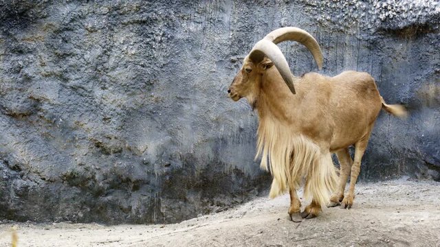 Barbary sheep ( Ammotragus lervia ) standing on rocky mountains