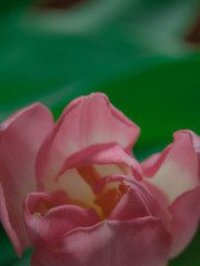 Fototapeta na wymiar blurred pink tulip - spring time concept