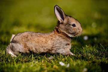rabbit in the grass
