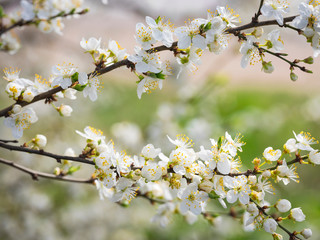 two branches of blooming apricot tree in close up view