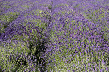 Fototapeta na wymiar the blooming lavender flowers in Provence, near Sault, France