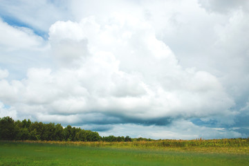Green meadow under blue sky with clouds and forest in distance. Beautiful landscape image. Background picture for different purposes, selective focus