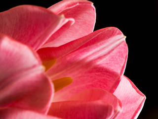 Fototapeta na wymiar Beautiful blurred pink tulips close-up macro shot, spring time concept