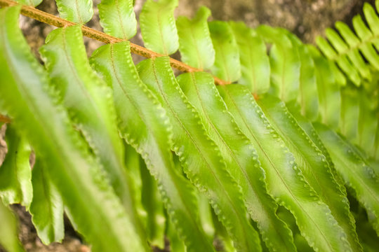 Natureza - Frutas Saud&aacute;veis