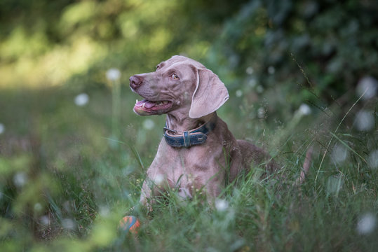 Hund Rassehund Weimeranerh&uuml;ndin silber