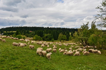 Obraz premium Farm animals on pasture