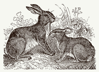 European hare, lepus europaeus and European rabbit, oryctolagus cuniculus sitting in a meadow. Illustration after an antique engraving from the 19th century