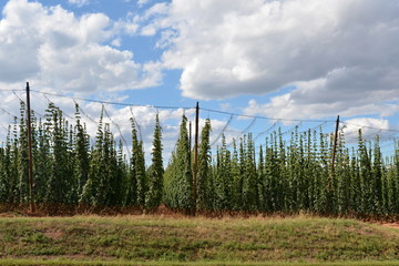 Fototapeta na wymiar Hop garden