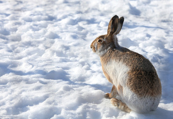 Hare sitting on white snow in winter