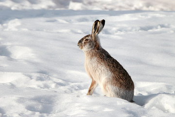 Obraz premium Hare sitting on white snow in winter