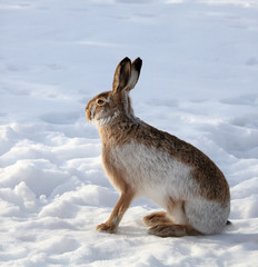 Hare sitting on white snow in winter