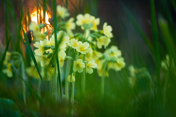 Büschel von Schlüsselblumen im Wald bei Sonnenuntergang
