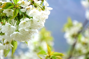 Weiße Kirschblüten 