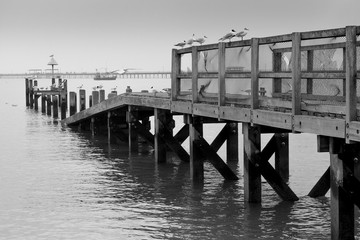 old wooden pier with seagulls on it and boat on background in white and black