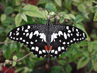 motley velvet butterfly