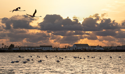 Flamingos in der Luft und im Wasser eines Salzsees am Morgen nach Sonnenaufgang am Mar Menor.