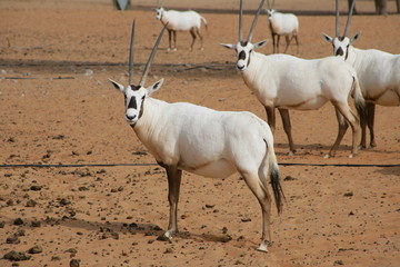 beautiful white antelope with horns