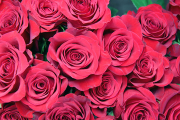 red roses background