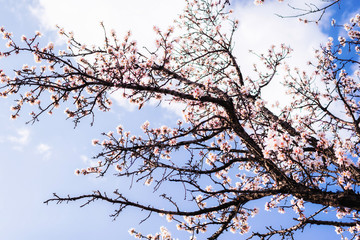 Almond blossoms against a blue sky