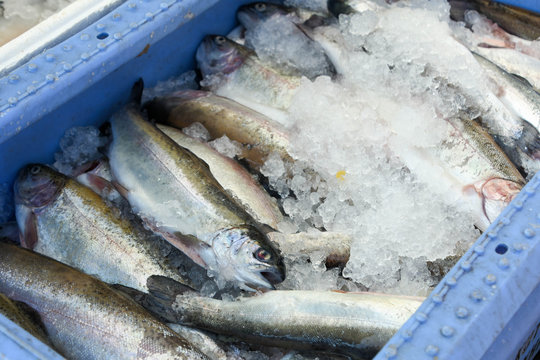 fresh fish on ice (rainbow trout) at seefood festival