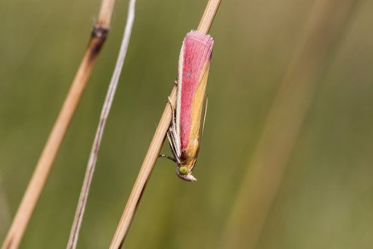 Oncocera Semirubella