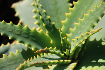 close-up macro image of a pointy, green succulent plant
