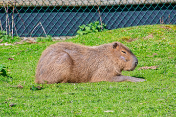 Capybara animal resting in the sun