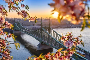 Foto auf Acrylglas Budapest, Hungary - Beautiful Liberty Bridge over River Danube with traditional yellow tram  at sunrise with cherry blossom at foreground. Spring has arrived in Budapest © zgphotography