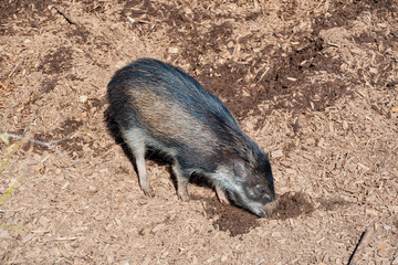 Visyan Warty Pig searching through the mud