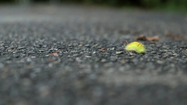 Big furry yellow caterpillar with red tail (Calliteara pudibunda) crawling on a rocky surface