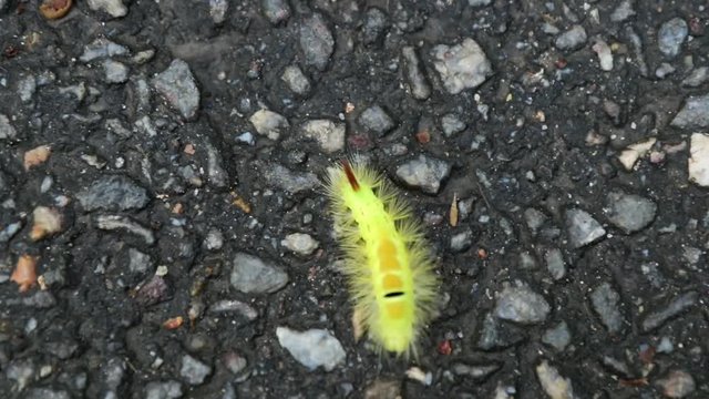 Big furry yellow caterpillar with red tail (Calliteara pudibunda) crawling on a rocky surface