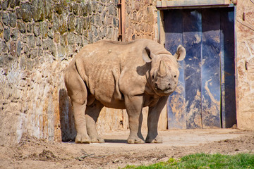Naklejka premium Young Black Rhino