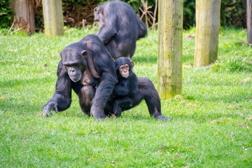 Chimpanzee with her young baby