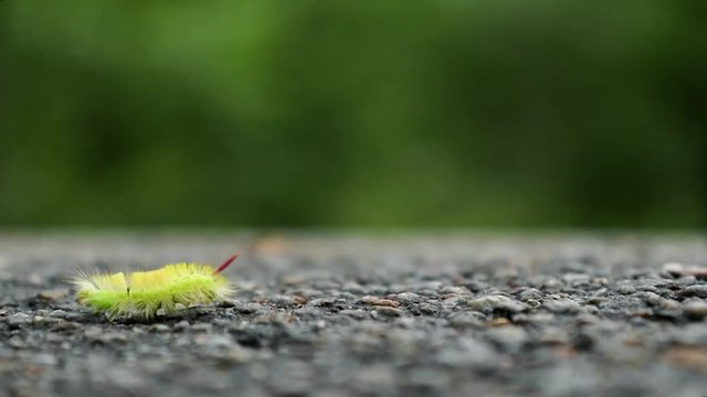 Big furry yellow caterpillar with red tail (Calliteara pudibunda) crawling on a rocky surface