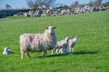 Fototapeta premium Baby lambs with their mother in a field