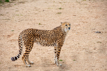 Cheetah walking around